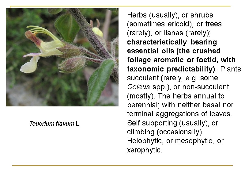 Teucrium flavum L.  Herbs (usually), or shrubs (sometimes ericoid), or trees (rarely), or